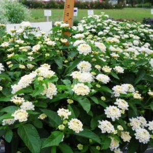Lot 4 White Trailing Lantana Live Plants For Planting Outdoors, Lantana Plants Live, Well Rooted 4 Inch Pot,Perennial Flower Planting