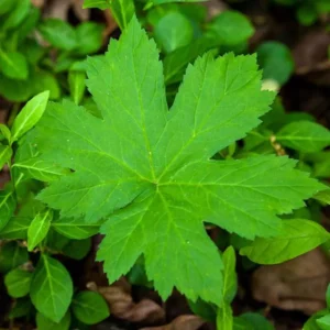 6 Goldenseal Live Roots for Fall Planting, Goldenseal Herb Bare Roots