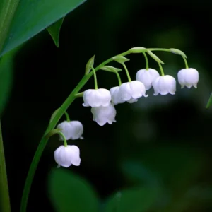 10 Lily of The Valley Bulbs, Lily of The Valley Flowering Bulbs, White Fall Flower Roots for Planting, Outdoor Flower Plants