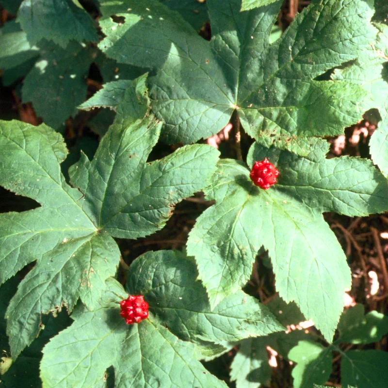 6 Goldenseal Live Roots for Fall Planting, Goldenseal Herb Bare Roots