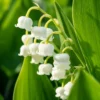 10 Lily of The Valley Bulbs, Lily of The Valley Flowering Bulbs, White Fall Flower Roots for Planting, Outdoor Flower Plants