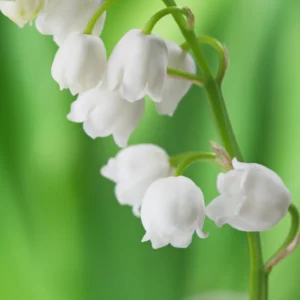 10 Lily of The Valley Bulbs, Lily of The Valley Flowering Bulbs, White Fall Flower Roots for Planting, Outdoor Flower Plants