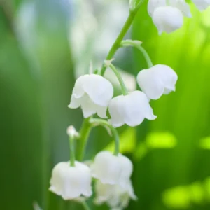 10 Lily of The Valley Bulbs, Lily of The Valley Flowering Bulbs, White Fall Flower Roots for Planting, Outdoor Flower Plants