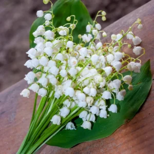 5 Lily of The Valley Bulbs, White Lily of The Valley Roots, Fall Planting, Grow Well Outdoor