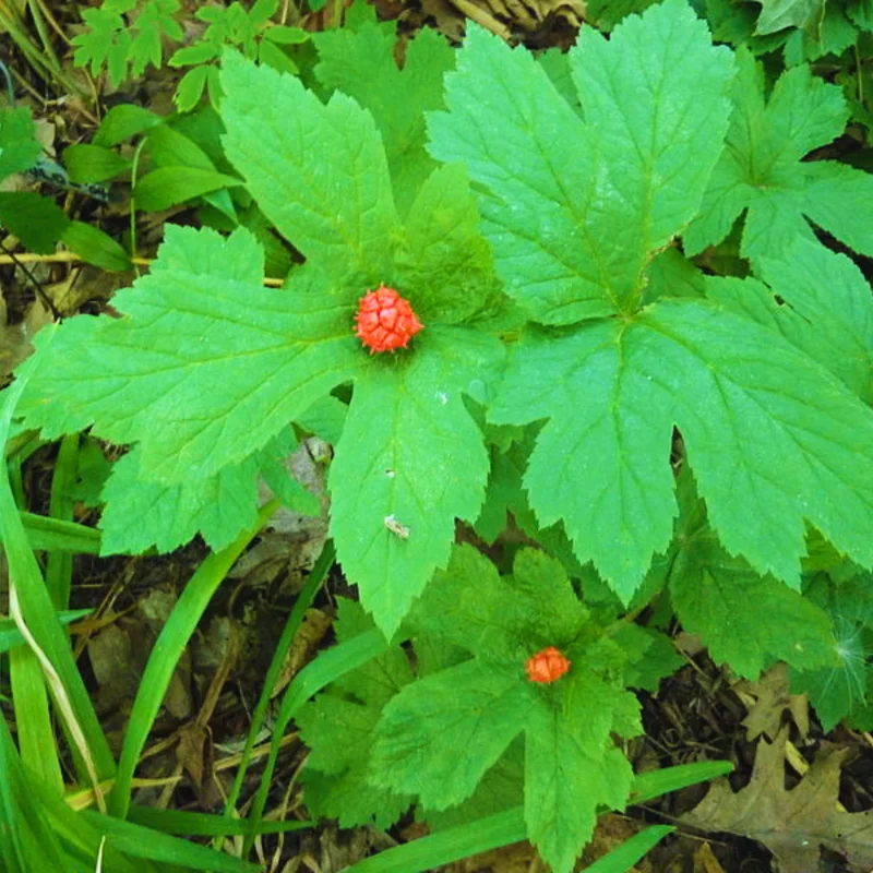 6 Goldenseal Live Roots for Fall Planting, Goldenseal Herb Bare Roots