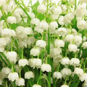 5 Lily of The Valley Bulbs, White Lily of The Valley Roots, Fall Planting, Grow Well Outdoor