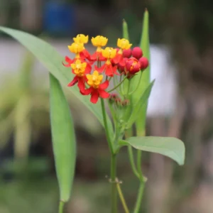 Milkweed Flower Plant, Milkweed Plant Live, Red Yellow Milkweed Plant 8 Inches Height Live In Pot To Plant