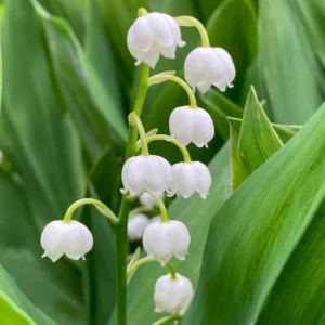 5 Lily of The Valley Bulbs, White Lily of The Valley Roots, Fall Planting, Grow Well Outdoor