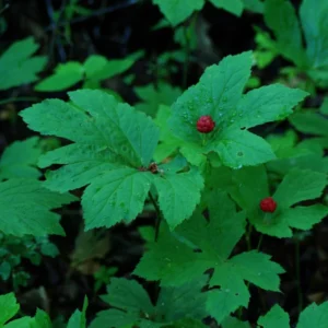 6 Goldenseal Live Roots for Fall Planting, Goldenseal Herb Bare Roots