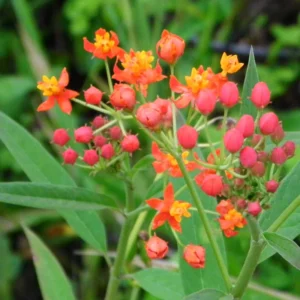 Live Milkweed Flowering Plant, Red Milkweed Plant, Milkweed Plants Live From 8 Inches Tall In Pot