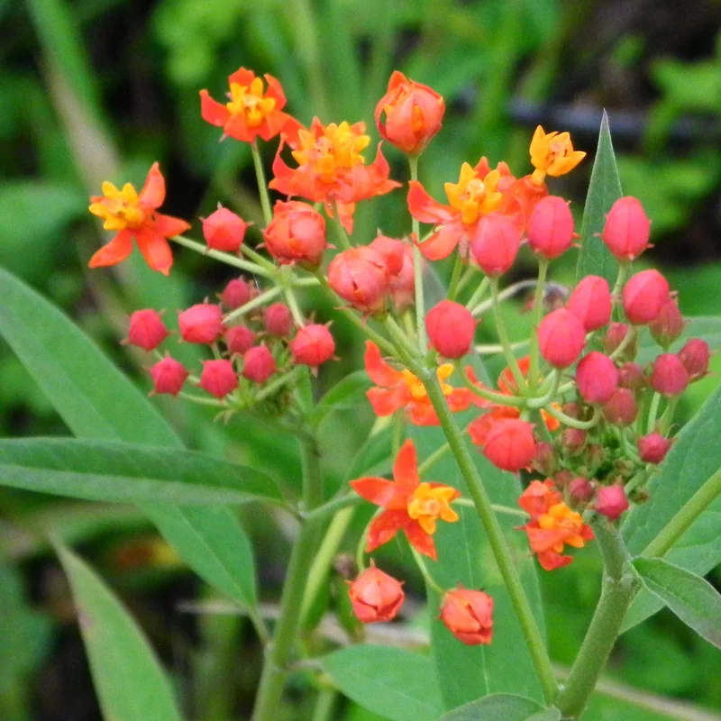 Live Milkweed Flowering Plant, Red Milkweed Plant, Milkweed Plants Live From 8 Inches Tall In Pot