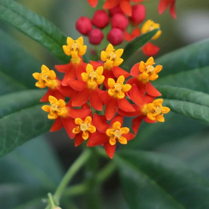 Milkweed Flower Plant, Milkweed Plant Live, Red Yellow Milkweed Plant 8 Inches Height Live In Pot To Plant