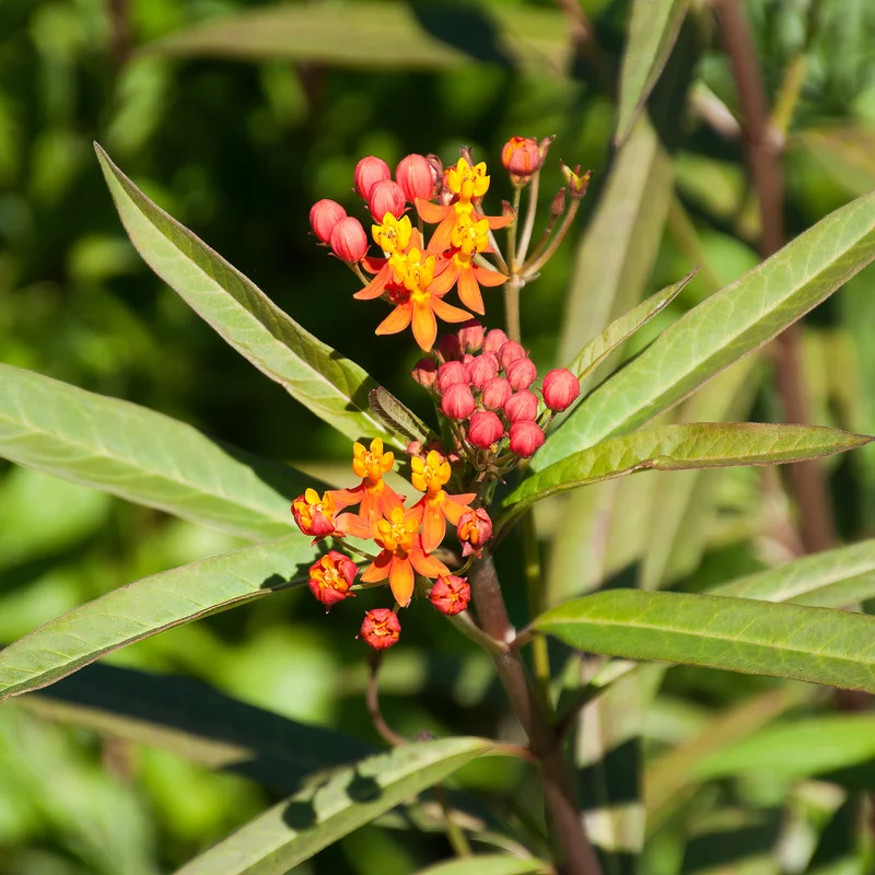 Live Milkweed Flowering Plant, Red Milkweed Plant, Milkweed Plants Live From 8 Inches Tall In Pot