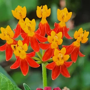 Live Milkweed Flowering Plant, Red Milkweed Plant, Milkweed Plants Live From 8 Inches Tall In Pot