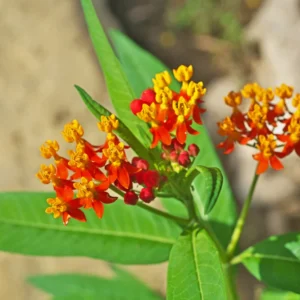Milkweed Flower Plant, Milkweed Plant Live, Red Yellow Milkweed Plant 8 Inches Height Live In Pot To Plant