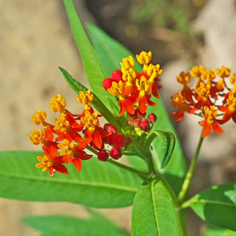 Milkweed Flower Plant, Milkweed Plant Live, Red Yellow Milkweed Plant 8 Inches Height Live In Pot To Plant