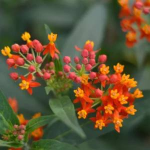 Live Milkweed Flowering Plant, Red Milkweed Plant, Milkweed Plants Live From 8 Inches Tall In Pot