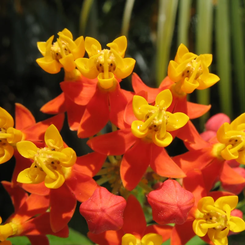 Live Milkweed Flowering Plant, Red Milkweed Plant, Milkweed Plants Live From 8 Inches Tall In Pot