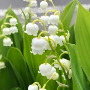 5 Lily of The Valley Bulbs, White Lily of The Valley Roots, Fall Planting, Grow Well Outdoor