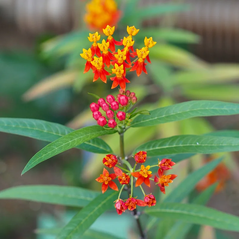 Live Milkweed Flowering Plant, Red Milkweed Plant, Milkweed Plants Live From 8 Inches Tall In Pot