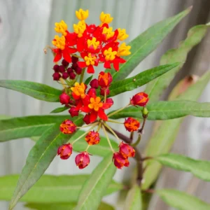 Live Milkweed Flowering Plant, Red Milkweed Plant, Milkweed Plants Live From 8 Inches Tall In Pot