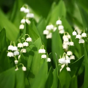 10 Lily of The Valley Bulbs, Lily of The Valley Flowering Bulbs, White Fall Flower Roots for Planting, Outdoor Flower Plants