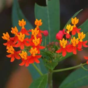Milkweed Plant Red, Milkweed Plant Live, Tropical Milkweed Plant 6 To 8 Inches Tall Potted, Live Flowering Plant In Fall