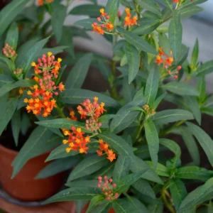 Milkweed Plant Red, Milkweed Plant Live, Tropical Milkweed Plant 6 To 8 Inches Tall Potted, Live Flowering Plant In Fall