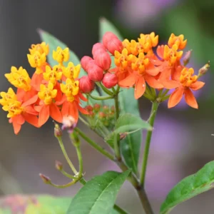 Milkweed Plant Red, Milkweed Plant Live, Tropical Milkweed Plant 6 To 8 Inches Tall Potted, Live Flowering Plant In Fall