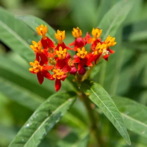 Milkweed Plant Red, Milkweed Plant Live, Tropical Milkweed Plant 6 To 8 Inches Tall Potted, Live Flowering Plant In Fall