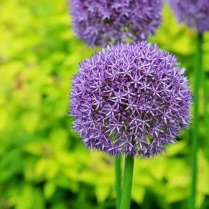 5 Allium Bulbs, Giant Purple Allium Bulbs, Allium Ornamental Purple Flowering Plant, Flower Bulbs