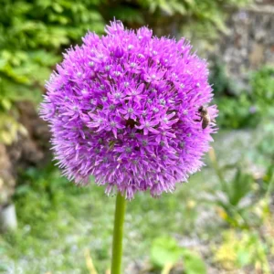 5 Allium Bulbs, Giant Purple Allium Bulbs, Allium Ornamental Purple Flowering Plant, Flower Bulbs
