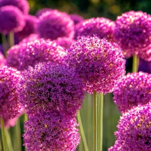 5 Dark Purple Allium Bulbs, Allium Giant Flower, Live Outdoor Flowers Bulbs, Purple Flower Bulbs Outdoor