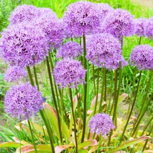 5 Dark Purple Allium Bulbs, Allium Giant Flower, Live Outdoor Flowers Bulbs, Purple Flower Bulbs Outdoor