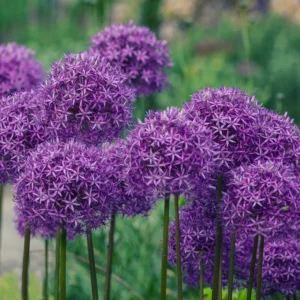 5 Purple Allium Bulbs, Large Allium Bulbs, Flower Bulbs Perennial Outdoor