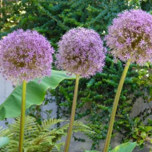 5 Purple Allium Bulbs, Large Allium Bulbs, Flower Bulbs Perennial Outdoor