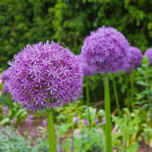 5 Dark Purple Allium Bulbs, Allium Giant Flower, Live Outdoor Flowers Bulbs, Purple Flower Bulbs Outdoor