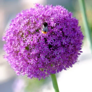 5 Dark Purple Allium Bulbs, Allium Giant Flower, Live Outdoor Flowers Bulbs, Purple Flower Bulbs Outdoor
