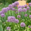 5 Allium Bulbs, Giant Purple Allium Bulbs, Allium Ornamental Purple Flowering Plant, Flower Bulbs