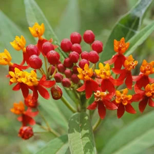 Milkweed Plant Red, Milkweed Plant Live, Tropical Milkweed Plant 6 To 8 Inches Tall Potted, Live Flowering Plant In Fall