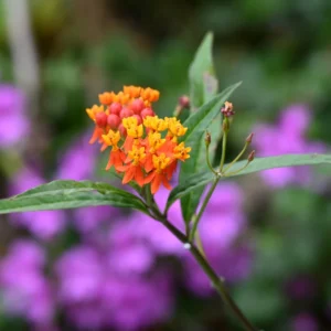 Milkweed Plant Red, Milkweed Plant Live, Tropical Milkweed Plant 6 To 8 Inches Tall Potted, Live Flowering Plant In Fall