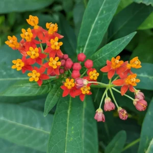 Milkweed Plant Red, Milkweed Plant Live, Tropical Milkweed Plant 6 To 8 Inches Tall Potted, Live Flowering Plant In Fall