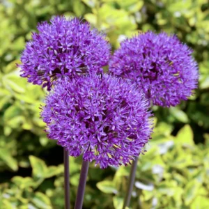 5 Allium Bulbs, Giant Purple Allium Bulbs, Allium Ornamental Purple Flowering Plant, Flower Bulbs