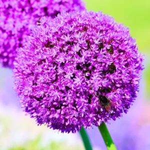 5 Allium Bulbs, Giant Purple Allium Bulbs, Allium Ornamental Purple Flowering Plant, Flower Bulbs