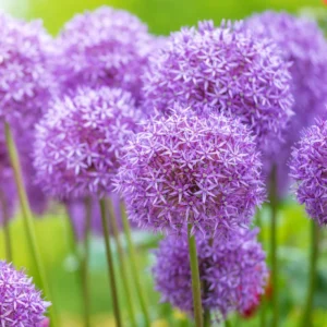 5 Allium Bulbs, Dark Purple Allium Bulbs, Outdoor Flower Bulbs, Bulbs For Fall Planting