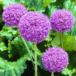 5 Giant Allium Bulbs, Allium Bulbs Purple, Allium Plants Live Bulbs, Plant Bulbs