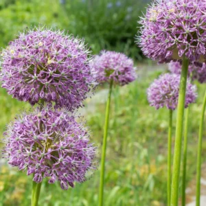 5 Giant Allium Bulbs, Allium Bulbs Purple, Allium Plants Live Bulbs, Plant Bulbs