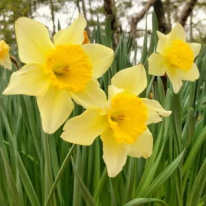 25 Daffodils Flowers Bulbs, Daffodil Bulbs For Fall Planting, Fall Bulbs For Planting Perennial, Outdoor