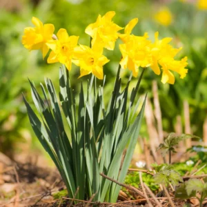 25 Daffodils Flowers Bulbs, Daffodil Bulbs For Fall Planting, Fall Bulbs For Planting Perennial, Outdoor