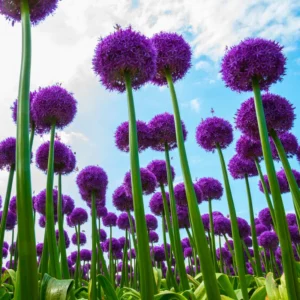 5 Giant Allium Bulbs, Allium Bulbs Purple, Allium Plants Live Bulbs, Plant Bulbs